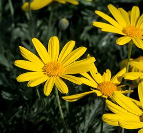 Kopretina 'Sunshine Silver' - Euryops pectinatus 'Sunshine Silver'