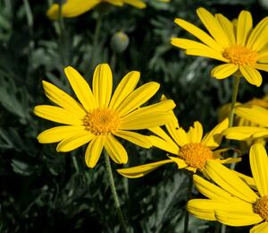 Kopretina 'Sunshine Silver' - Euryops pectinatus 'Sunshine Silver'