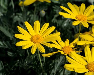 Kopretina 'Sunshine Silver'