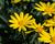 Kopretina 'Sunshine Silver'