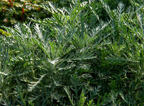 Kopretina 'Sunshine Silver' - Euryops pectinatus 'Sunshine Silver'