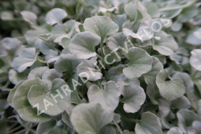 Stříbrný déšť 'Silver Falls' - Dichondra argentea 'Silver Falls'