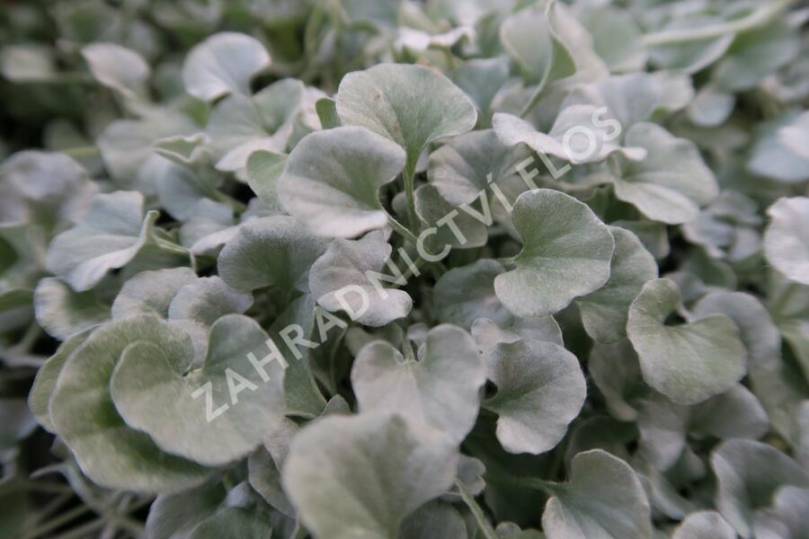 Stříbrný déšť 'Silver Falls' - Dichondra argentea 'Silver Falls'