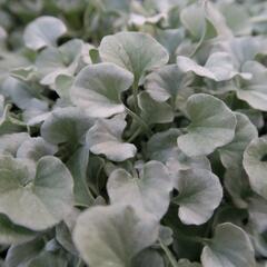 Stříbrný déšť 'Silver Falls' - Dichondra argentea 'Silver Falls'