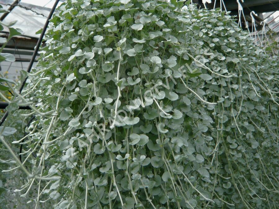 Stříbrný déšť 'Silver Falls' - Dichondra argentea 'Silver Falls'