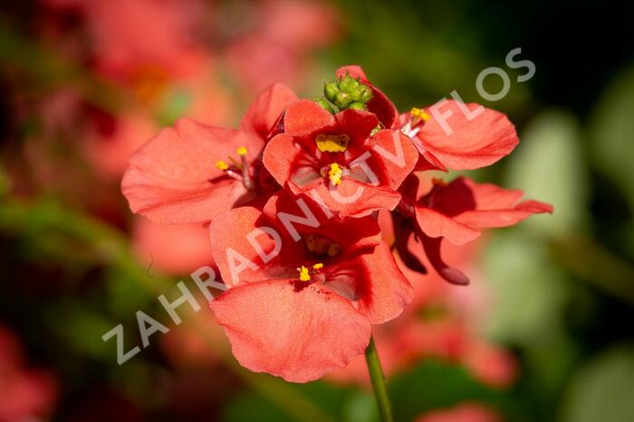 Ostruhatka 'Salmon' - Diascia elegans 'Salmon'