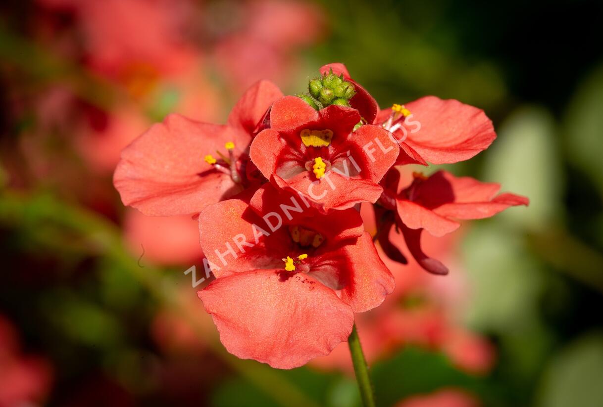 Ostruhatka 'Salmon' - Diascia elegans 'Salmon'