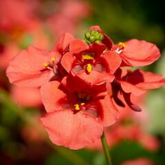 Ostruhatka 'Salmon' - Diascia elegans 'Salmon'