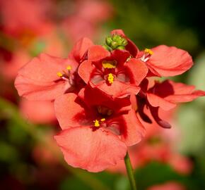 Ostruhatka 'Salmon' - Diascia elegans 'Salmon'