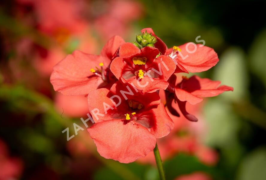 Ostruhatka 'Salmon' - Diascia elegans 'Salmon'