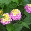 Libora měňavá 'Sonia' - Lantana camara 'Sonia'