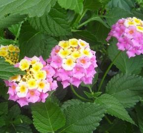 Libora měňavá 'Sonia' - Lantana camara 'Sonia'