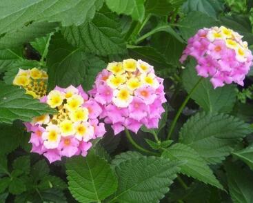 Libora měňavá 'Sonia'