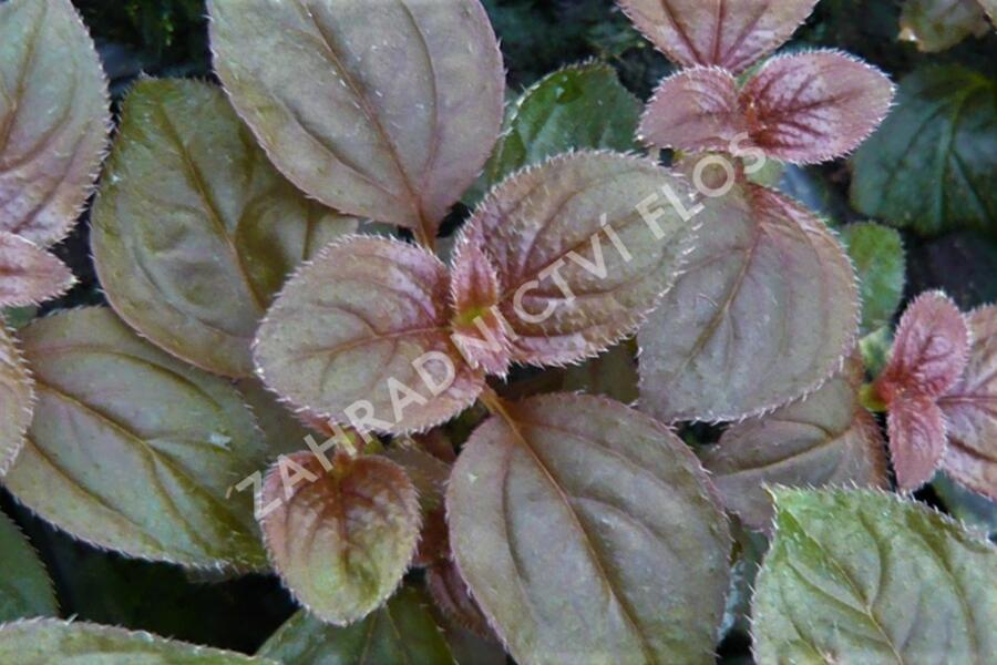 Drápkovka 'Cascade' - Centradenia hybrid 'Cascade'