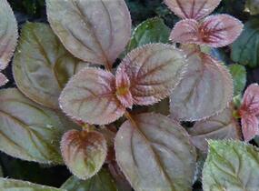 Drápkovka 'Cascade' - Centradenia hybrid 'Cascade'