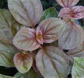 Drápkovka 'Cascade' - Centradenia hybrid 'Cascade'