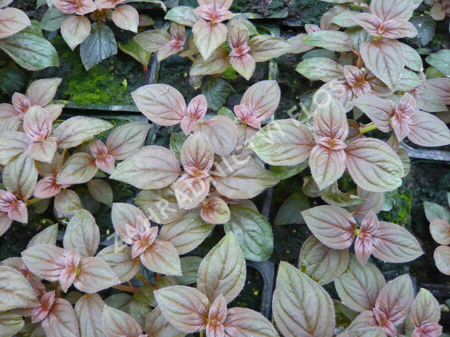 Drápkovka 'Cascade' - Centradenia hybrid 'Cascade'