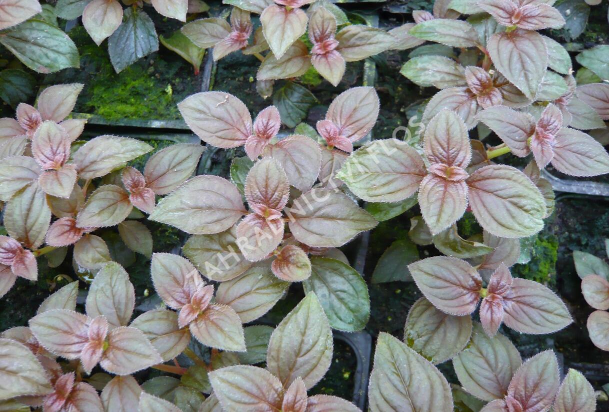 Drápkovka 'Cascade' - Centradenia hybrid 'Cascade'