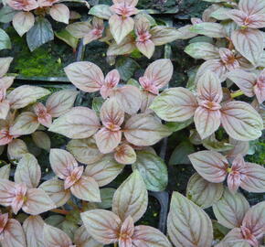 Drápkovka 'Cascade' - Centradenia hybrid 'Cascade'