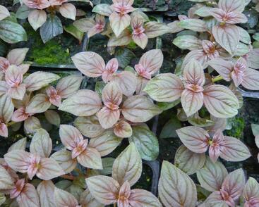 Drápkovka 'Cascade'