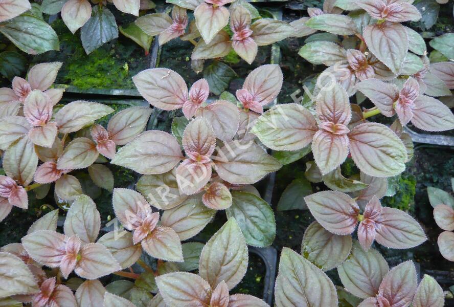 Drápkovka 'Cascade' - Centradenia hybrid 'Cascade'