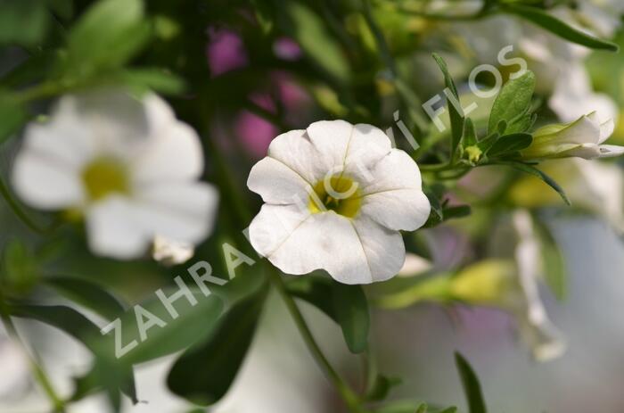 Minipetúnie, Million Bells 'Noa Snow' - Calibrachoa hybrida 'Noa Snow'