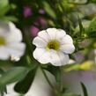 Minipetúnie, Million Bells 'Noa Snow' - Calibrachoa hybrida 'Noa Snow'