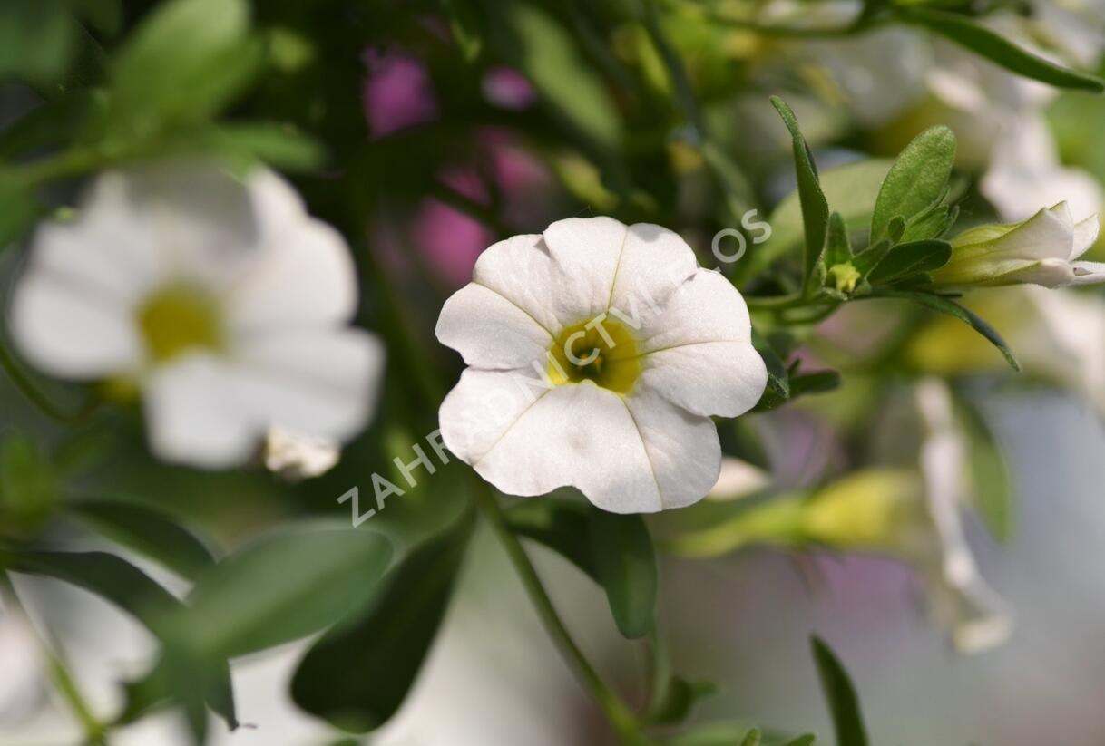 Minipetúnie, Million Bells 'Noa Snow' - Calibrachoa hybrida 'Noa Snow'