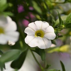 Minipetúnie, Million Bells 'Noa Snow' - Calibrachoa hybrida 'Noa Snow'