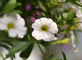 Minipetúnie, Million Bells 'Noa Snow' - Calibrachoa hybrida 'Noa Snow'
