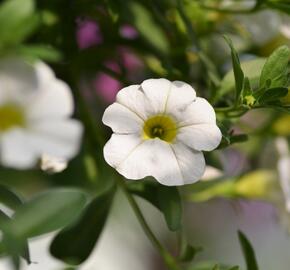 Minipetúnie, Million Bells 'Noa Snow' - Calibrachoa hybrida 'Noa Snow'