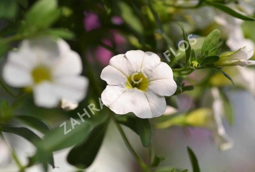 Minipetúnie, Million Bells 'Noa Snow' - Calibrachoa hybrida 'Noa Snow'