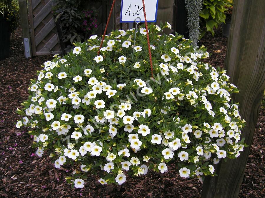 Minipetúnie, Million Bells 'Noa Snow' - Calibrachoa hybrida 'Noa Snow'