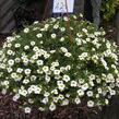 Minipetúnie, Million Bells 'Noa Snow' - Calibrachoa hybrida 'Noa Snow'