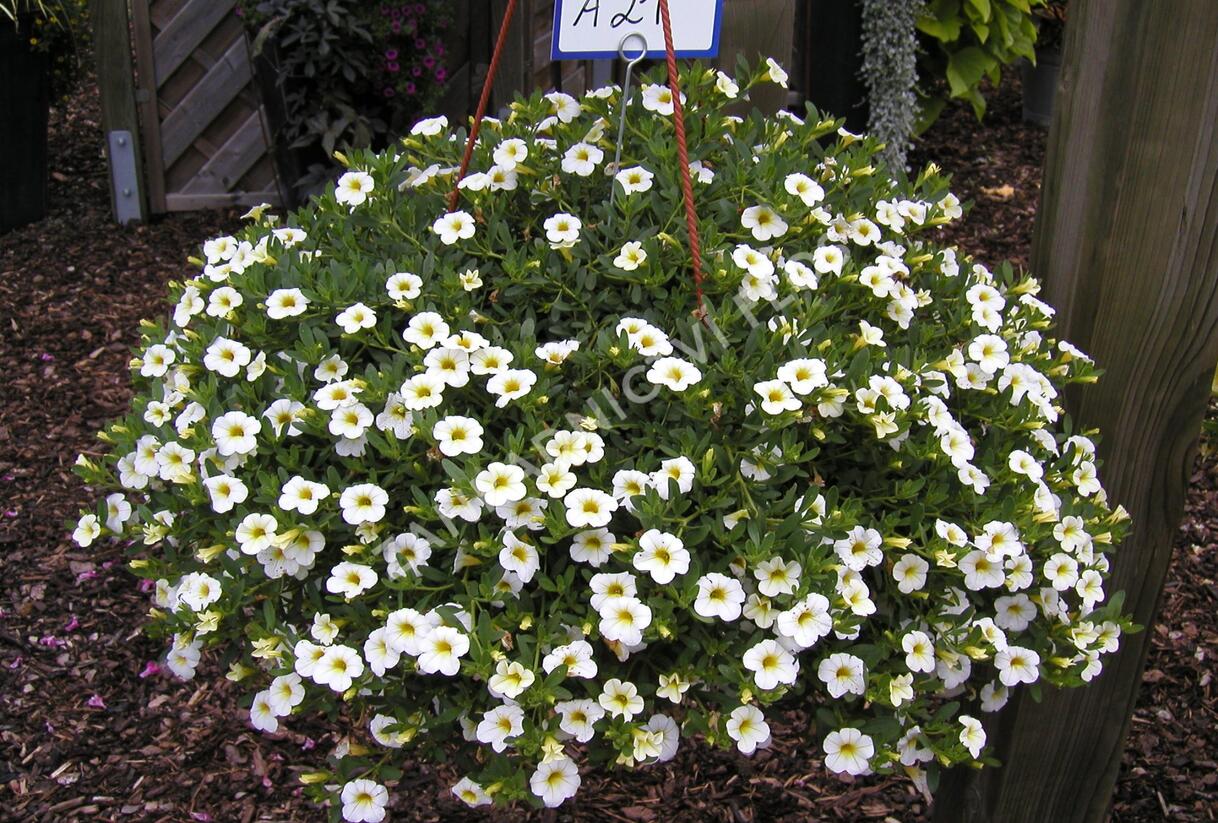 Minipetúnie, Million Bells 'Noa Snow' - Calibrachoa hybrida 'Noa Snow'