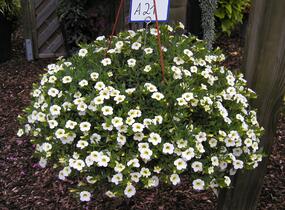 Minipetúnie, Million Bells 'Noa Snow' - Calibrachoa hybrida 'Noa Snow'