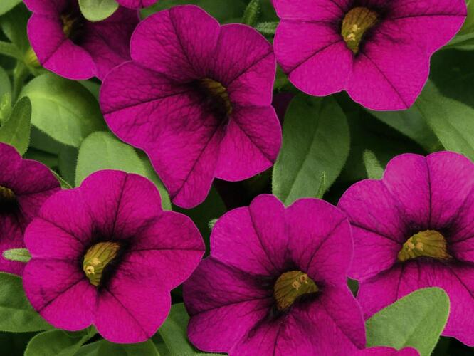 Minipetúnie, Million Bells 'Sweetbells Velvet' - Calibrachoa hybrida 'Sweetbells Velvet'