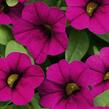 Minipetúnie, Million Bells 'Sweetbells Velvet' - Calibrachoa hybrida 'Sweetbells Velvet'