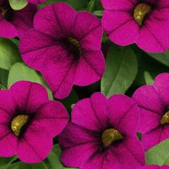 Minipetúnie, Million Bells 'Sweetbells Velvet' - Calibrachoa hybrida 'Sweetbells Velvet'