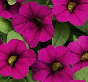 Minipetúnie, Million Bells 'Sweetbells Velvet' - Calibrachoa hybrida 'Sweetbells Velvet'