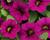 Minipetúnie, Million Bells 'Sweetbells Velvet'