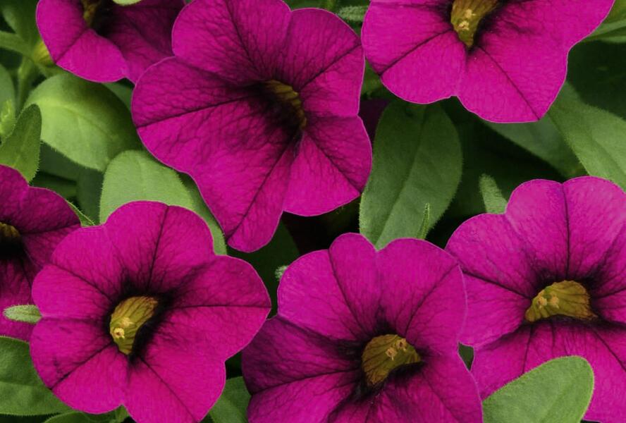 Minipetúnie, Million Bells 'Sweetbells Velvet' - Calibrachoa hybrida 'Sweetbells Velvet'