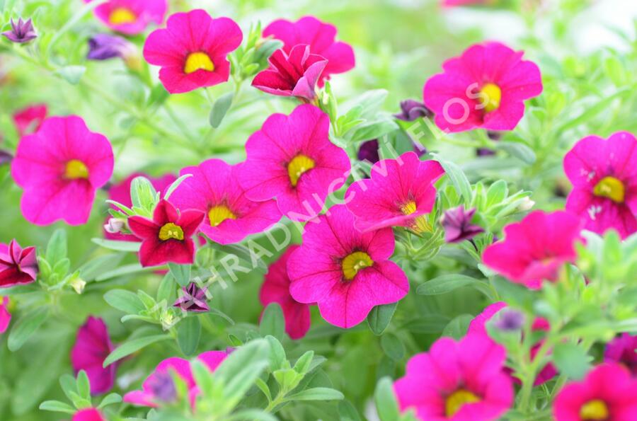Minipetúnie, Million Bells 'Sweetbells Velvet' - Calibrachoa hybrida 'Sweetbells Velvet'
