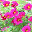 Minipetúnie, Million Bells 'Sweetbells Velvet' - Calibrachoa hybrida 'Sweetbells Velvet'