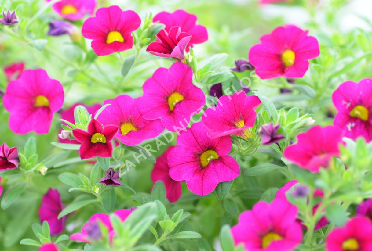 Minipetúnie, Million Bells 'Sweetbells Velvet' - Calibrachoa hybrida 'Sweetbells Velvet'