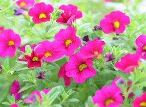 Minipetúnie, Million Bells 'Sweetbells Velvet' - Calibrachoa hybrida 'Sweetbells Velvet'