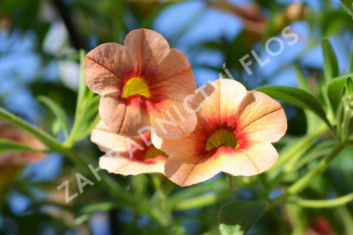 Minipetúnie, Million Bells 'Hula Gold' - Calibrachoa hybrida 'Hula Gold'