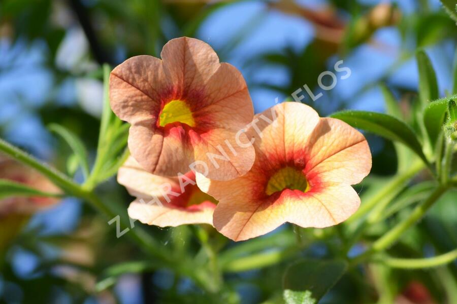 Minipetúnie, Million Bells 'Hula Gold' - Calibrachoa hybrida 'Hula Gold'