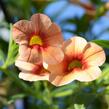 Minipetúnie, Million Bells 'Hula Gold' - Calibrachoa hybrida 'Hula Gold'