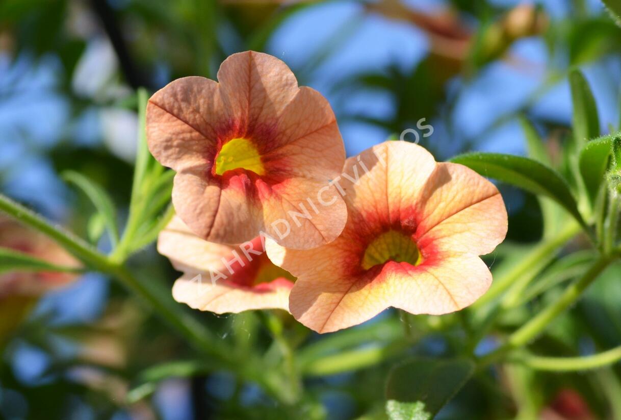 Minipetúnie, Million Bells 'Hula Gold' - Calibrachoa hybrida 'Hula Gold'